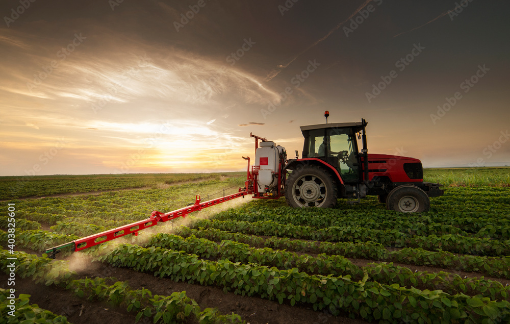 Fototapeta premium Tractor spraying soy field in sunset.