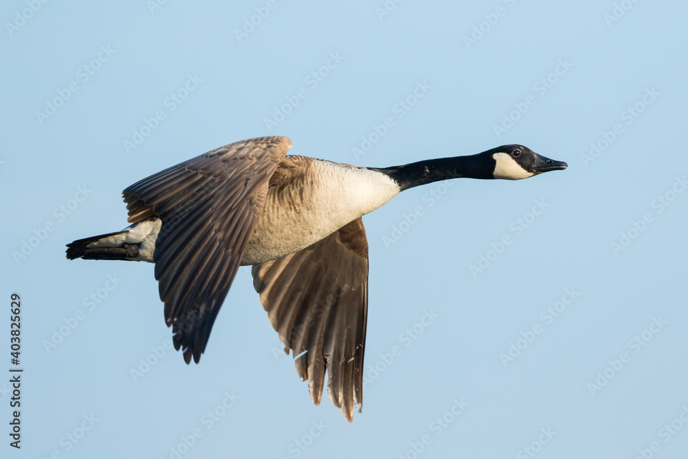 Grote Canadese Gans, Greater Canada Goose, Branta canadensis canadensis  Stock Photo | Adobe Stock