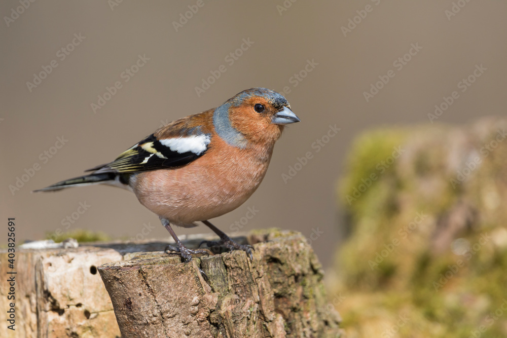 Fototapeta premium Vink, Common Chaffinch, Fringilla coelebs coelebs