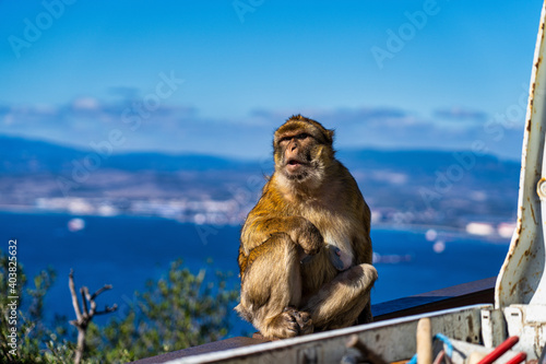 Wild macaque or Gibraltar monkey, attraction of the British overseas territory. © rudiernst