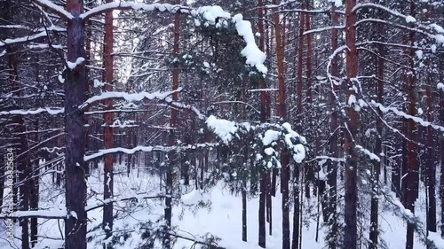slow movement, aerial drone flight view through snowy winter pine forest, coniferous tree branches and trunks covered with snow, during sunset in park, Samara, Russia, selective focus