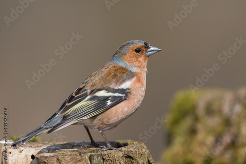 Vink, Common Chaffinch, Fringilla coelebs coelebs photo