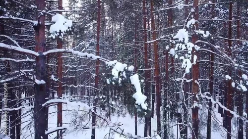 slow movement, aerial drone flight view through snowy winter pine forest, coniferous tree branches and trunks covered with snow, during sunset in park, Samara, Russia, selective focus