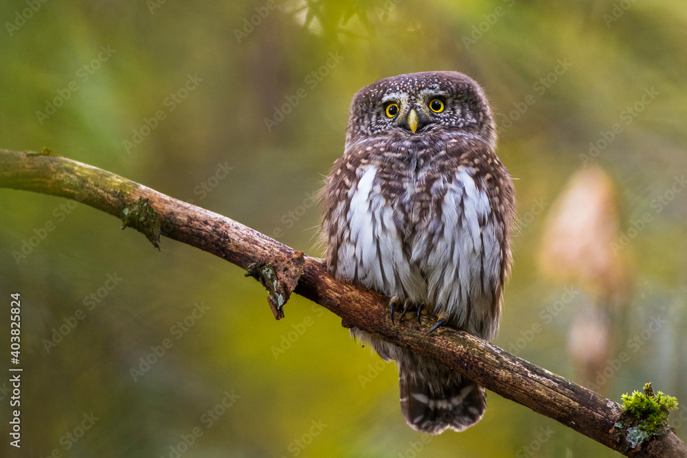 Sperlingskauz (Glaucidium passerinum) Sperlingskauz (Glaucidium passerinum)