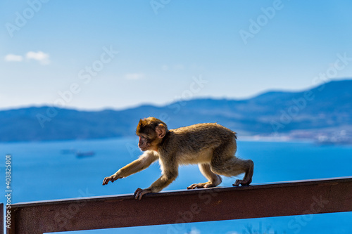 Wild macaque or Gibraltar monkey, attraction of the British overseas territory.