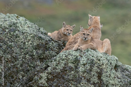 Quadro em tela The cougar (Puma concolor)