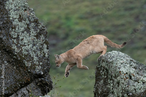 Cuadro en lienzo The cougar (Puma concolor)