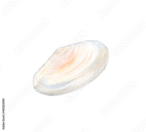 Watercolor pale pink bivalve shell isolated on a white background. Seashell in profile in soft pastel colors. Hand-drawn illustration