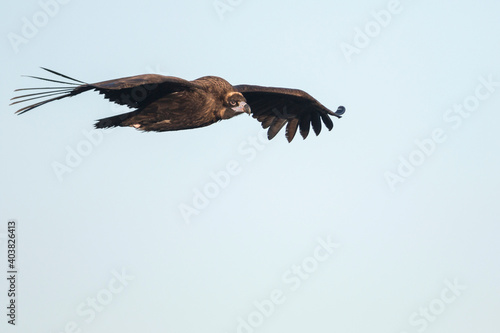 Monniksgier, Cinereous vulture, Aegypius monachus photo