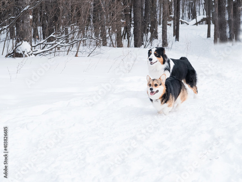  Australian shepherd playing with welsh corgi pembroke in winter forest.  © Iulia