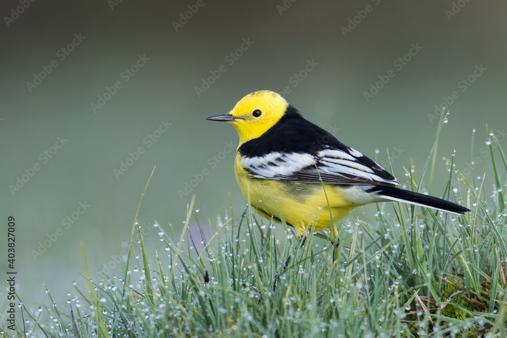 Zwartrugcitroenkwikstaart, Himalayan Citrine Wagtail, Motacilla citreola calcarata Zwartrugcitroenkwikstaart, Himalayan Citrine Wagtail, Motacilla citreola calcarata