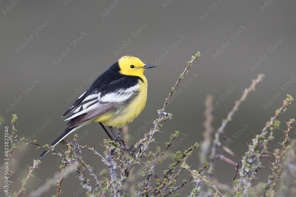 Obraz premium Zwartrugcitroenkwikstaart, Himalayan Citrine Wagtail, Motacilla citreola calcarata