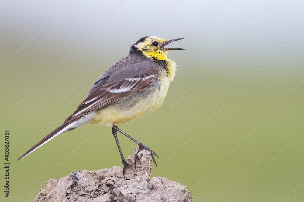 Citroenkwikstaart, Citrine Wagtail, Motacilla citreola citreola Citroenkwikstaart, Citrine Wagtail, Motacilla citreola citreola