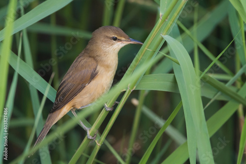 Clamorous Reed Warber, Acrocephalus stentoreus brunescens