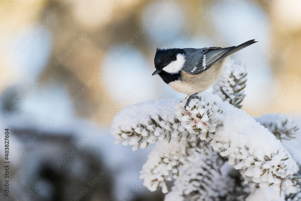 Obraz premium Zwarte Mees, Coal Tit, Parus ater ater