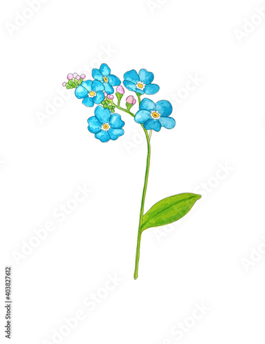 Forget me not flower isolated on white background. Blue and pink bloom. Illustration. 