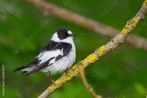 Obraz na płótnie Withalsvliegenvanger, Collared Flycatcher, Ficedula albicollis w salonie