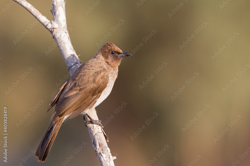 Common Bulbul, Pycnonotus barbatus barbatus Common Bulbul, Pycnonotus barbatus barbatus