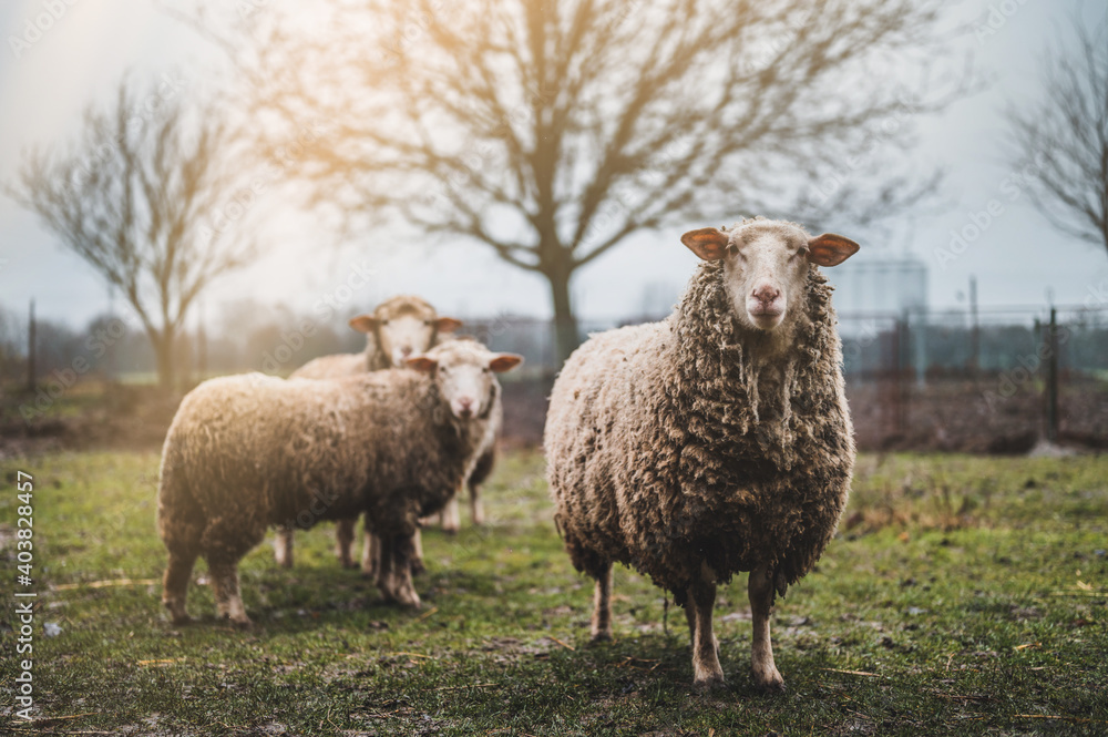 Fototapeta premium Three sheep on a green field. Sunrise in background.