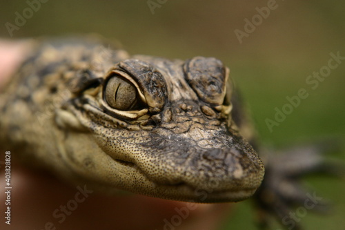 Young American Alligator 01 © Charles