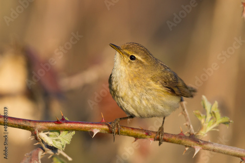 Tjiftjaf, Common Chiffchaff, Phylloscopus collybita photo