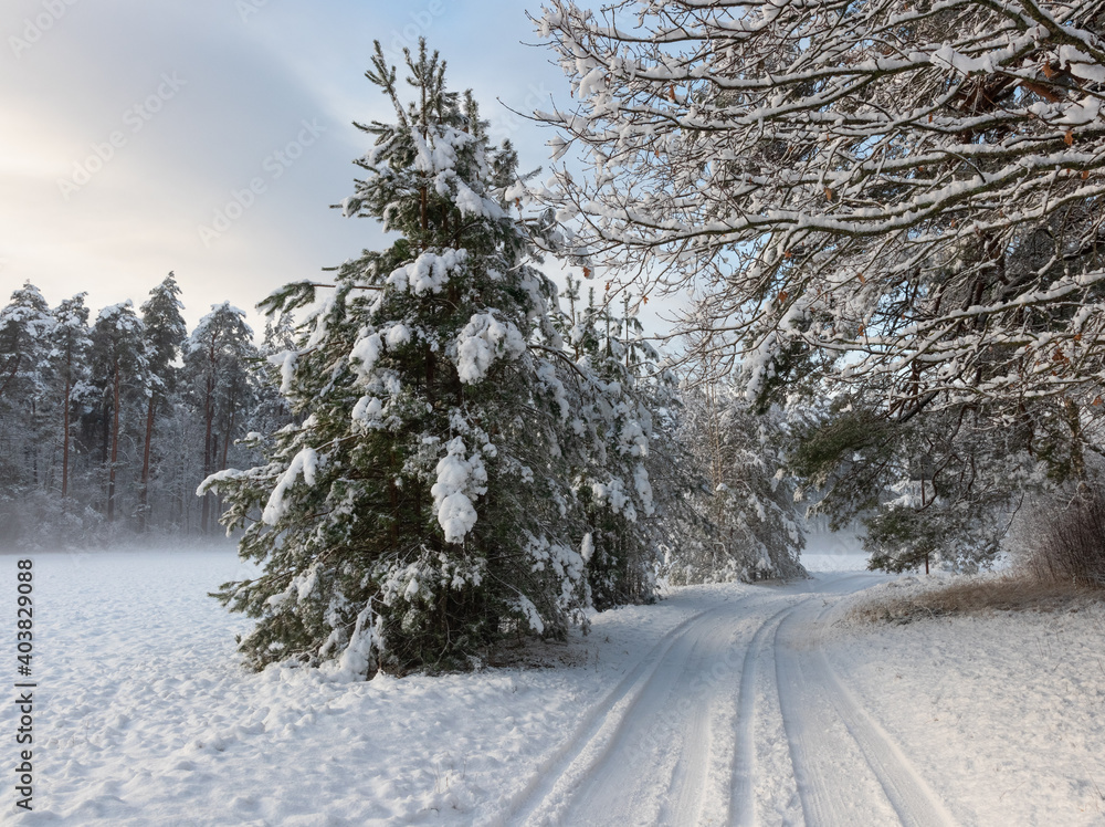 Nice winter landscape in the countryside with a snowy road. Tree branches are bent over the road, beautiful new snow-covered pines grow on the roadside. Latvia. Europe Nice winter landscape in the countryside with a snowy road. Tree branches are bent over the road, beautiful new snow-covered pines grow on the roadside. Latvia. Europe