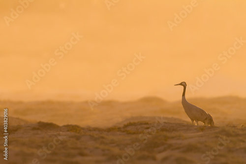 Kraanvogel; Common Crane; Grus grus photo