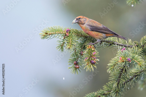 Kruisbek, Common Crossbill, Loxia curvirostra tianshanica photo