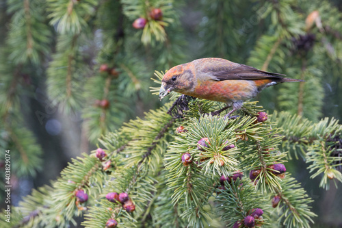 Kruisbek, Common Crossbill, Loxia curvirostra tianshanica photo