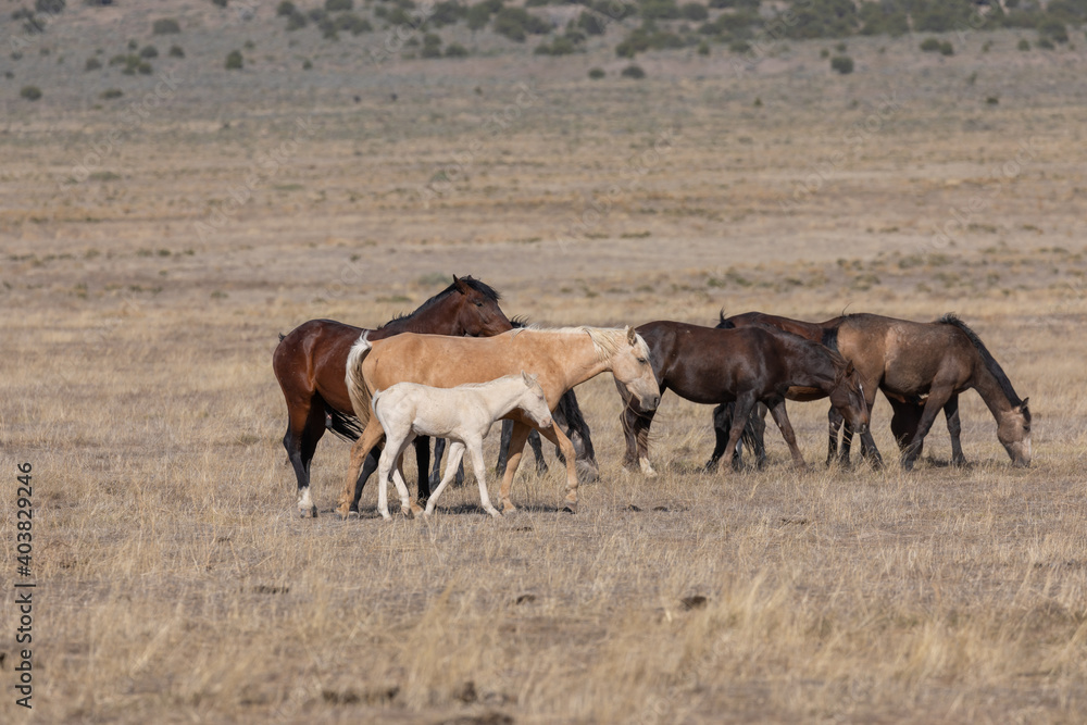 Wild Horses in the Utah Desert in Springtime Wild Horses in the Utah Desert in Springtime