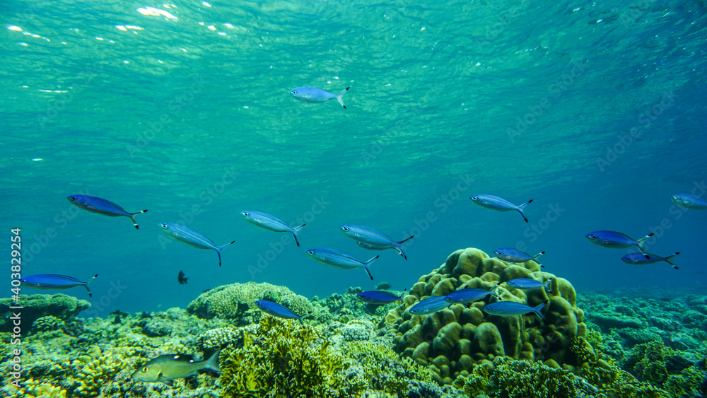Fototapeta premium bright beautiful fish of the Red Sea in a natural environment on a coral reef