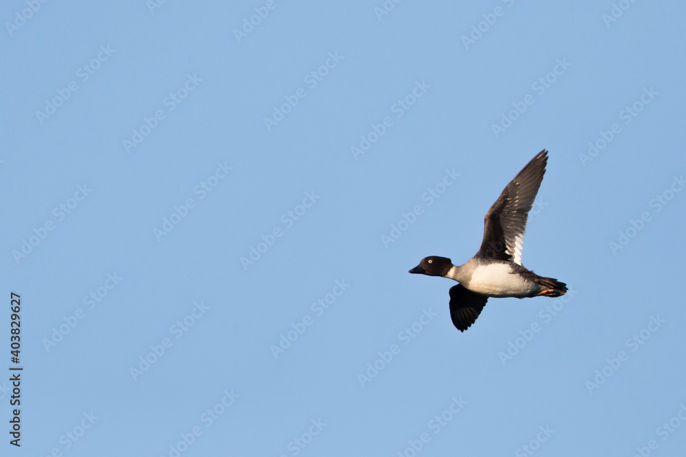 Obraz premium Brilduiker, Common Goldeneye, Bucephala clangula