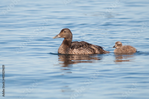 Photography Common Eider, Eider, Somateria mollissima ssp. borealis