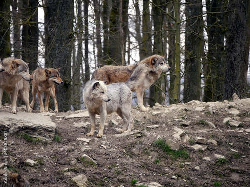 Eine Gruppe von vier Wölfen, alle blicken in die gleiche Richtung © Alexander