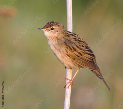 Sprinkhaanzanger (straminea), Siberian Common Grasshopper Warbler, Locustella naevia straminea photo