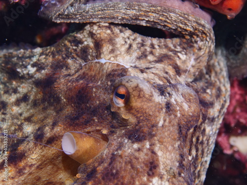 octopus  fish underwater  close up scenery detail ocean scenery of animal © underocean