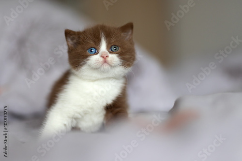 Britisch Kurzhaar Kitten Odd eyed extrem selten und hübsch
