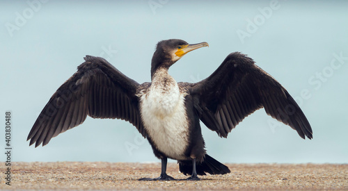  Aalscholver, Great Cormorant, Phalacrocorax carbo sinensis photo