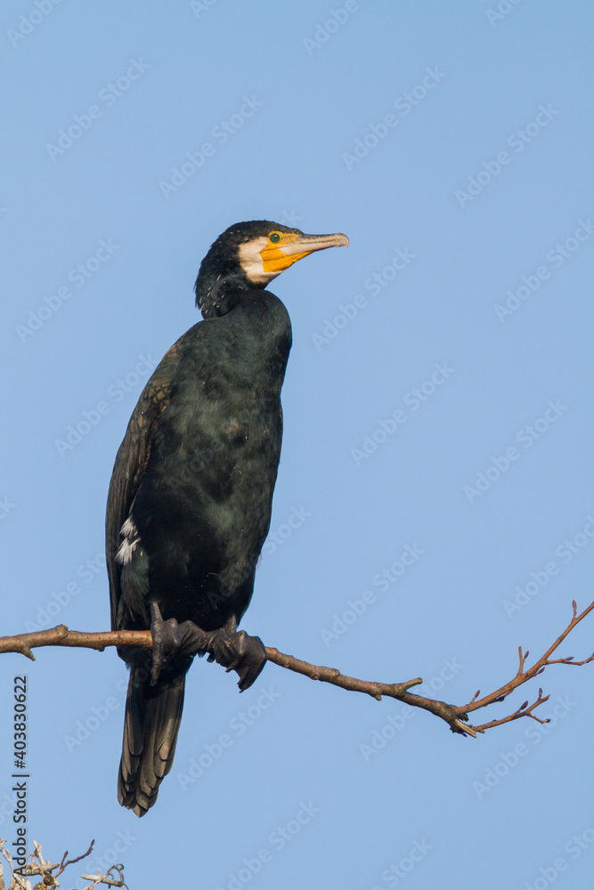 Fototapeta premium Aalscholver, Great Cormorant, Phalacrocorax carbo sinensis
