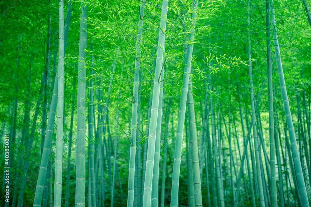 In spring, the lush bamboo forest in the sun. In spring, the lush bamboo forest in the sun.