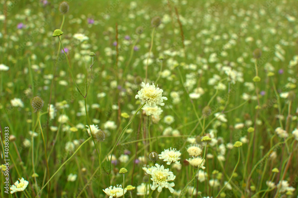 Scabiosa ochroleuca grows in nature Scabiosa ochroleuca grows in nature