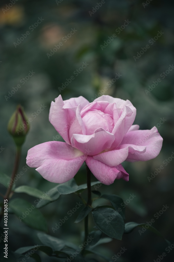 Close up of  a pink rose.