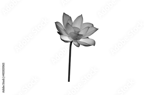 Black white Lotus flower isolated on white background. File contains with clipping path so easy to work.