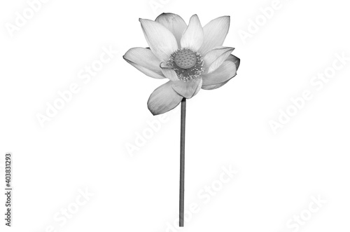 Lotus flower black and white color isolated on white background. File contains with clipping path.