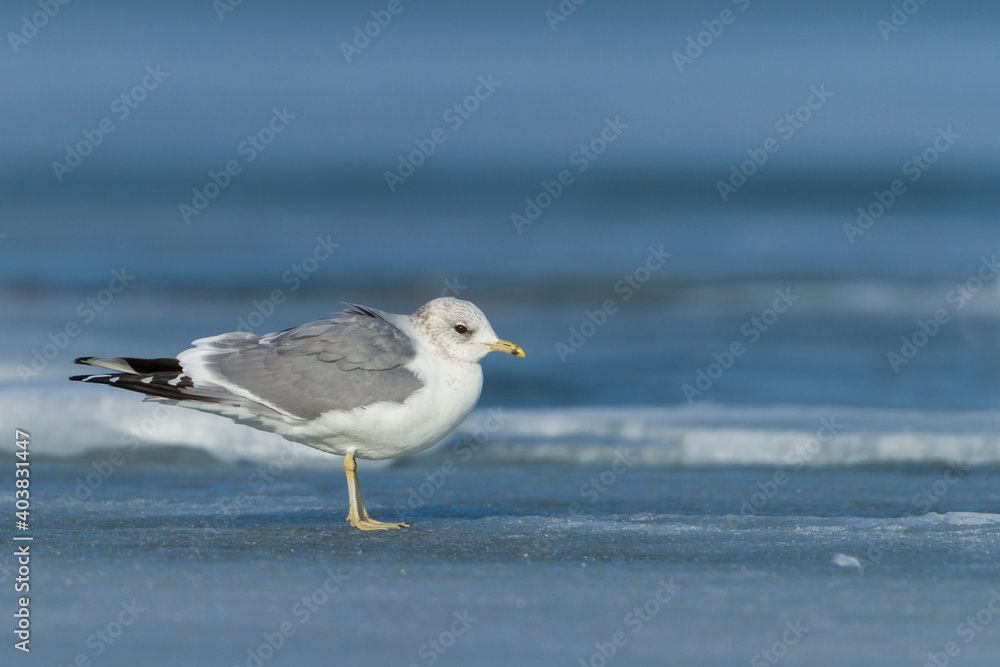 Stormmeeuw, Common Gull, Larus canus Stormmeeuw, Common Gull, Larus canus