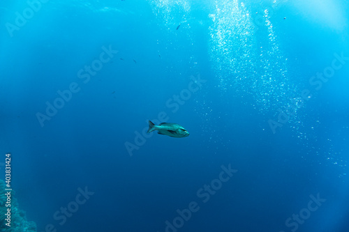 bright beautiful fish of the Red Sea in a natural environment on a coral reef