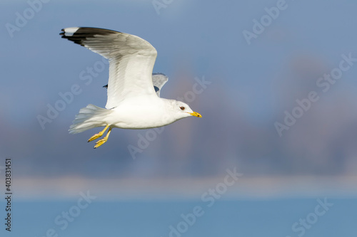 Stormmeeuw, Common Gull, Larus canus