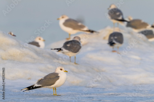 Stormmeeuw, Common Gull, Larus canus