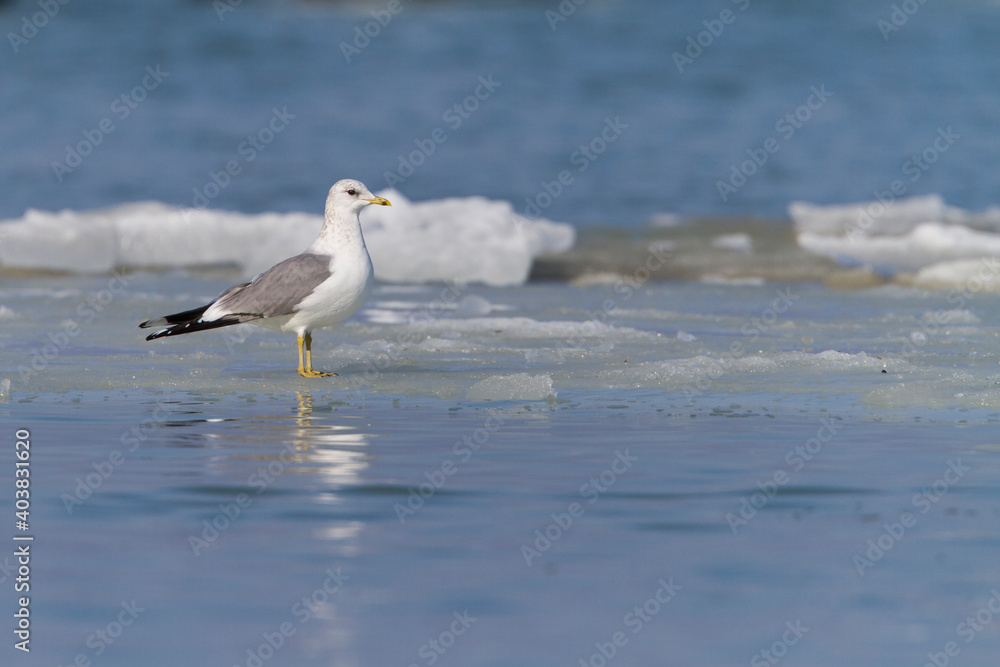 Stormmeeuw, Common Gull, Larus canus Stormmeeuw, Common Gull, Larus canus