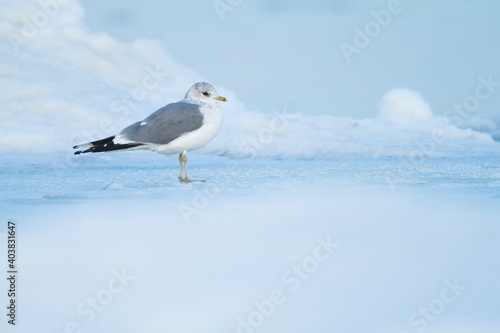 Stormmeeuw, Common Gull, Larus canus